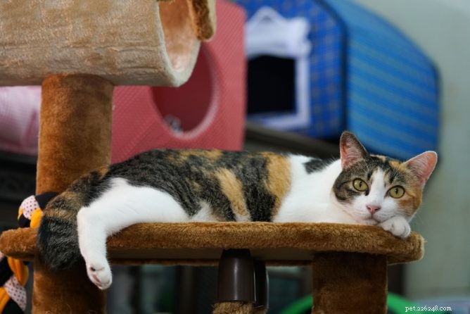 Top 10 Cat Condos: The Best Homes for Your Feline Companion