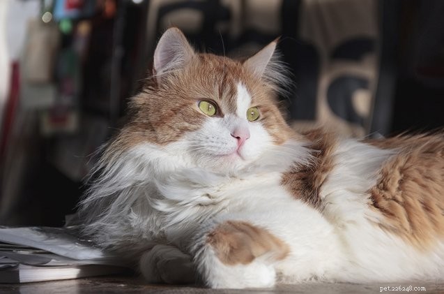 What to Expect: Age-Related Behavioral Changes in Cats