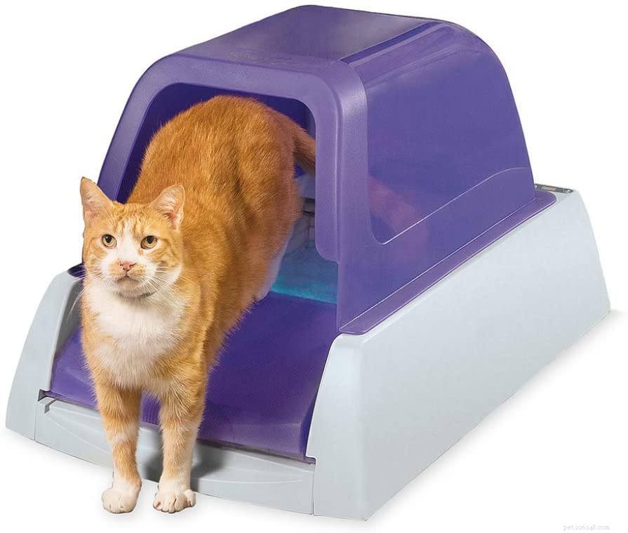 Top 5 Proven Strategies to Eliminate Litter Box Odor