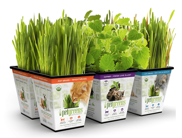 Top 10 Best Cat Grass: Healthy, Safe & Easy to Grow