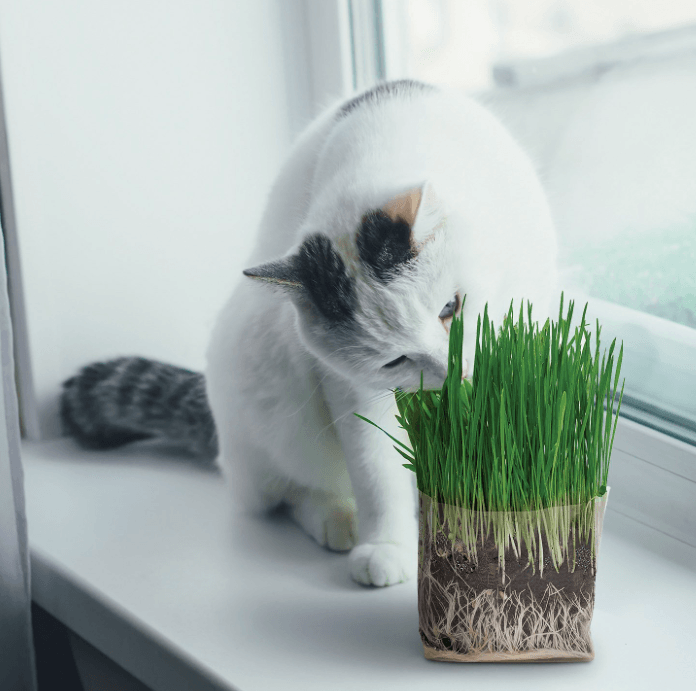 Top 10 Best Cat Grass: Healthy, Safe & Easy to Grow