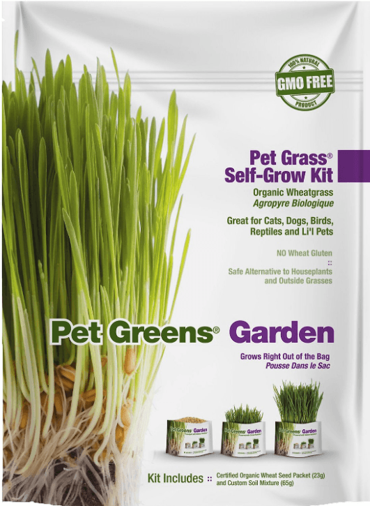 Top 10 Best Cat Grass: Healthy, Safe & Easy to Grow