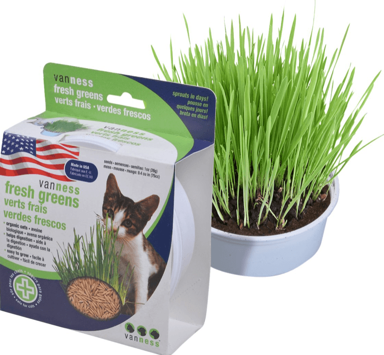 Top 10 Best Cat Grass: Healthy, Safe & Easy to Grow