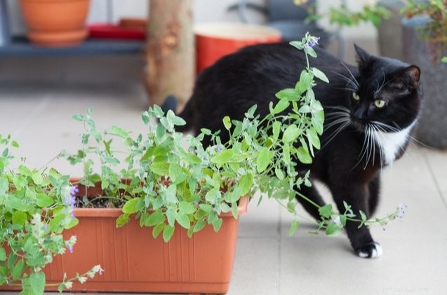 Top Cat Repellent Solutions for a Cat-Free Garden