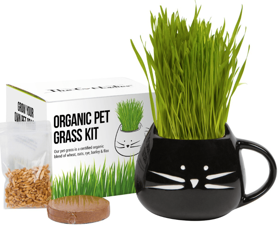 Top 10 Best Cat Grass: Healthy, Safe & Easy to Grow