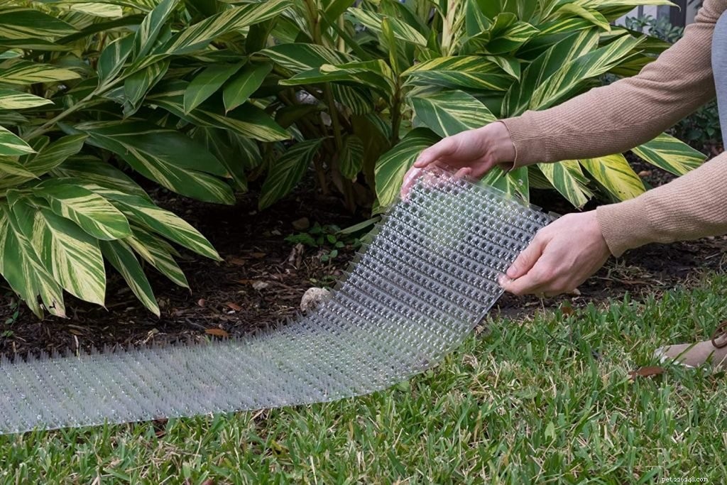 Top Cat Repellent Solutions for a Cat-Free Garden