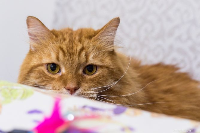 Top 10 Cat Spinning Toys for Active, Happy, and Healthy Cats