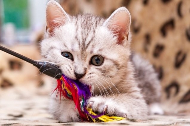 Top-Rated Cat Toys for Health & Fun