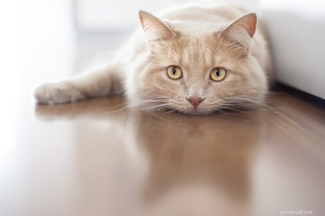 Injectable Antibiotics for Cats: A Vet s Guide to Safety and Effectiveness
