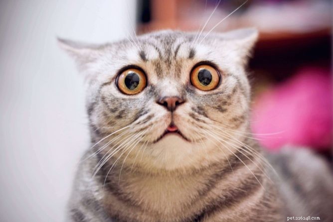 Top Cat Pheromone Diffusers for Stress Relief & Behavior Improvement