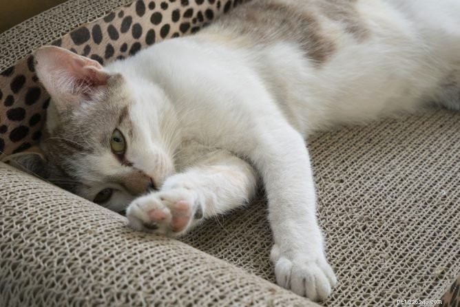 Top Proven Supplements for Healthy Cat Weight Gain