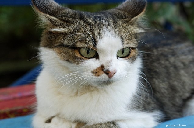 Ringworm in Cats: Essential Facts Every Owner Should Know