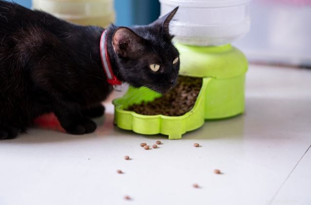 Top Automatic Cat Feeders for Busy Owners – Reliable, Precise, and Easy to Use
