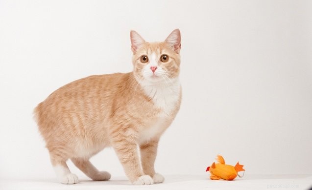 Discover the 10 Friendliest Cat Breeds for Loving Companionship