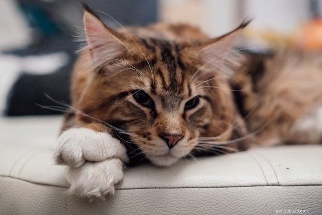 Discover the 10 Friendliest Cat Breeds for Loving Companionship