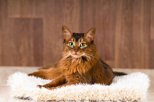 Discover the 10 Friendliest Cat Breeds for Loving Companionship