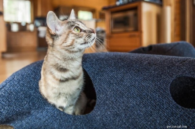 Top Puzzle Games to Stimulate Your Cat’s Brain