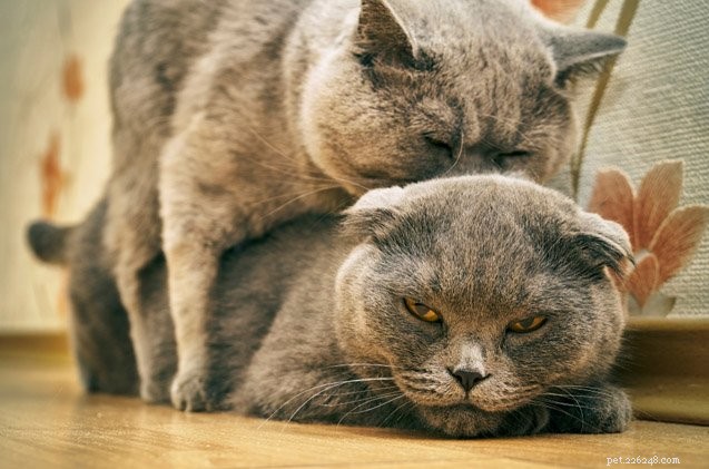 Understanding and Managing Unexpected Cat Humping Behavior