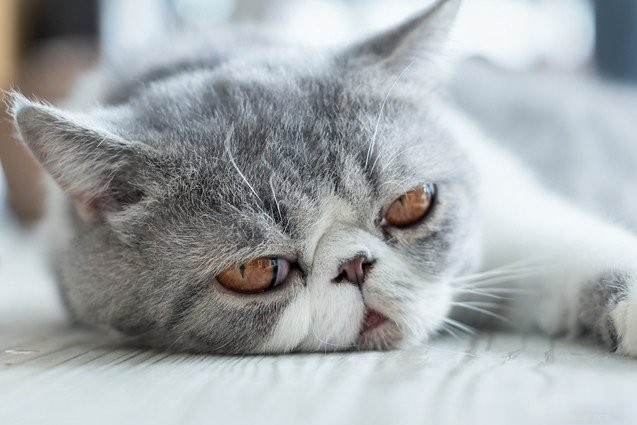 Discover the 10 Friendliest Cat Breeds for Loving Companionship