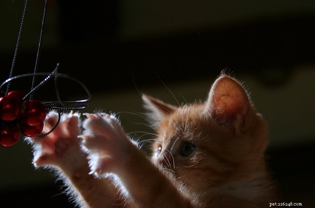 Understanding Your Cat’s Nighttime Energy: Why They’re Active After Dark