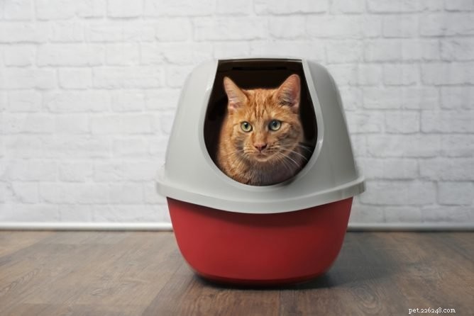 Top Cat Litter Waste Receptacles for Odor‑Free, Hassle‑Free Cleanup