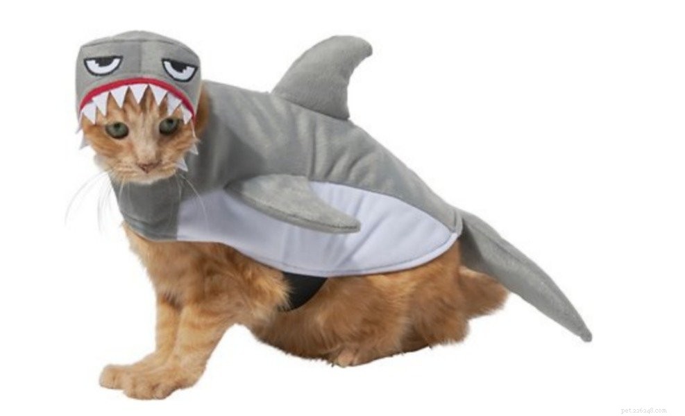 12 Best Cat Halloween Costumes for a Purr-fect Party