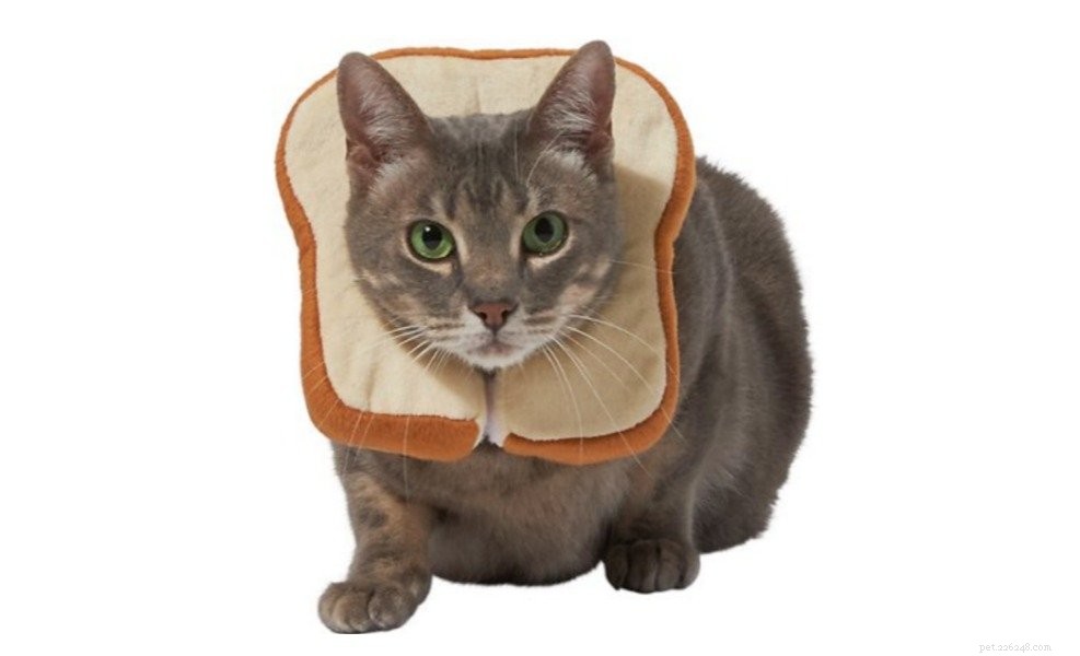 12 Best Cat Halloween Costumes for a Purr-fect Party
