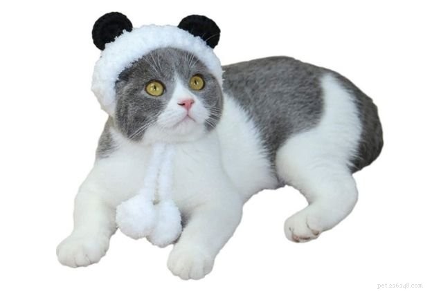 12 Best Cat Halloween Costumes for a Purr-fect Party