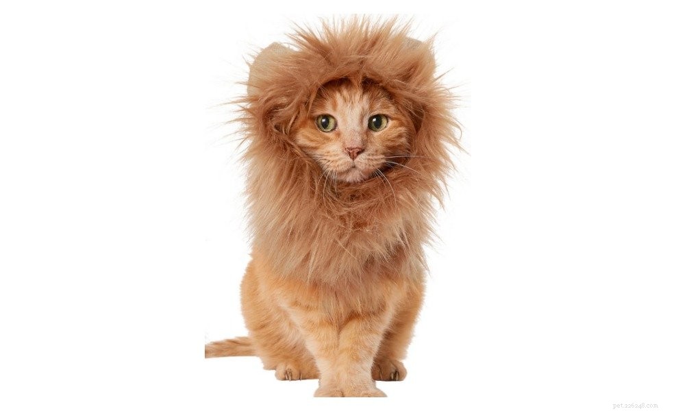 12 Best Cat Halloween Costumes for a Purr-fect Party