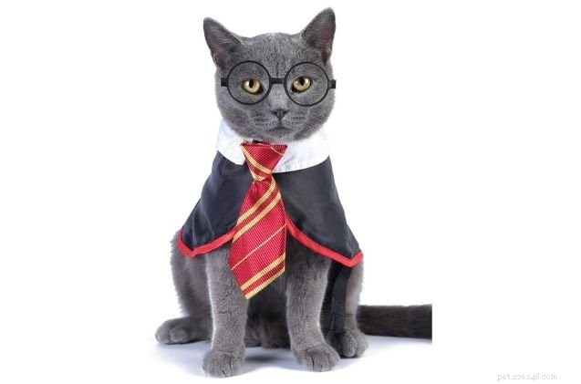 12 Best Cat Halloween Costumes for a Purr-fect Party