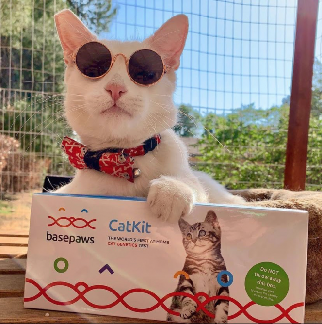 Discover Your Cat’s Breed and Health with Basepaws DNA Test – Essential Info for Cat Parents