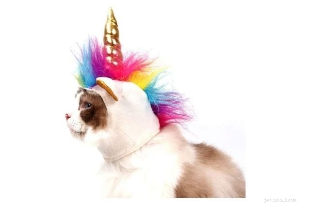12 Best Cat Halloween Costumes for a Purr-fect Party