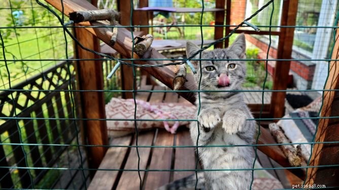 Top Outdoor Cat Enclosures: Keep Your Feline Safe & Happy