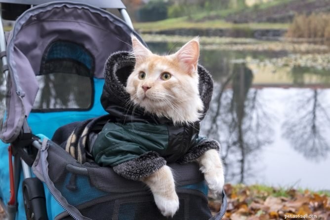 Top Cat Strollers: Comfortable & Safe Outdoor Rides for Your Feline Companion