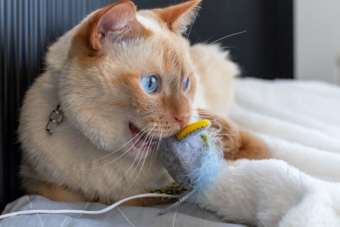 Top Cat Chew Toys: Safe, Durable, and Fun for Kittens and Adults