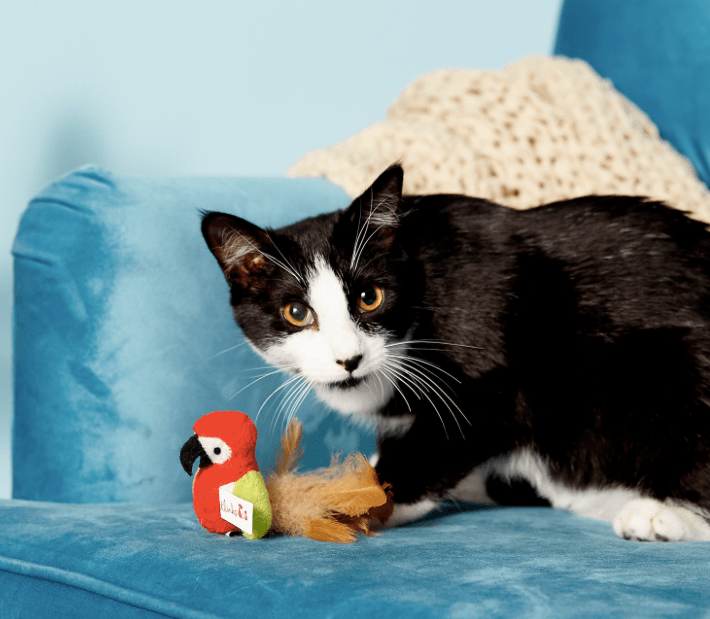 Top Catnip Toys for Happy & Healthy Cats