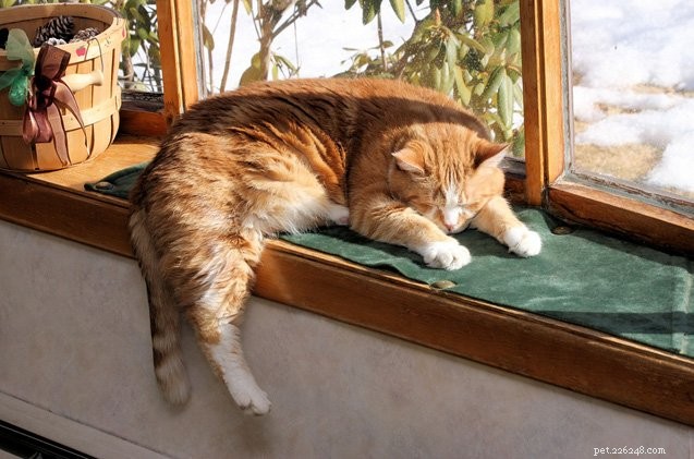 6 Powerful Reasons to Adopt a Senior Cat
