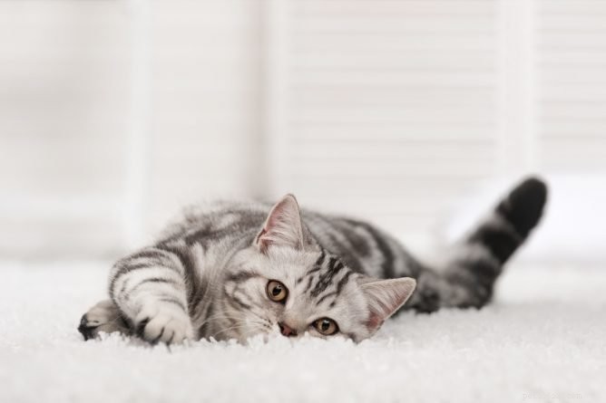 Top Rated Cat Urine Odor Removers: Freshen Your Home Quickly