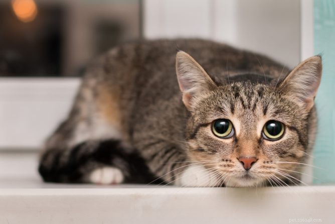 Top Rated Cat Dewormers for Quick, Safe Worm Removal