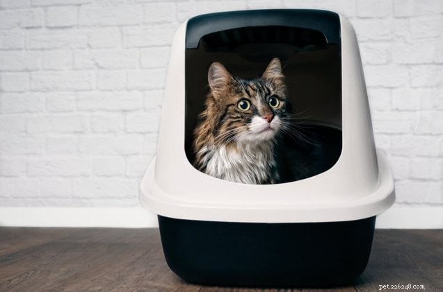 Top 10 Cat Litter Boxes: Find the Perfect Fit for Your Feline Friend