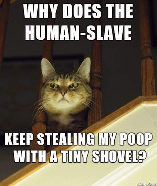 Top 10 Cat Litter Boxes: Find the Perfect Fit for Your Feline Friend