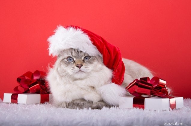 The Ultimate Gift Guide: Top Christmas Presents for Cats