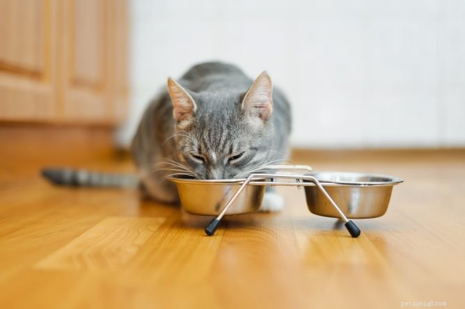 Top Cat Bowls: Durable, Safe, and Easy to Clean