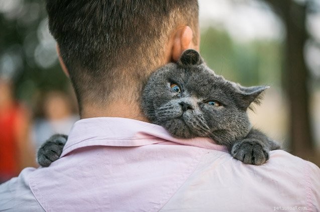 Your Cat Sees You as a Fellow Feline: What Research Reveals