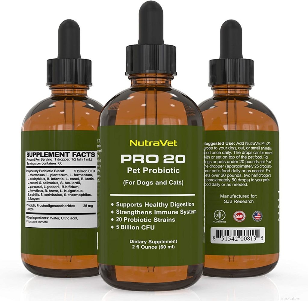Top Probiotics for Cats: Boost Digestive Health & Immunity