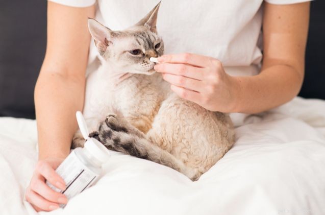 Top Probiotics for Cats: Boost Digestive Health & Immunity