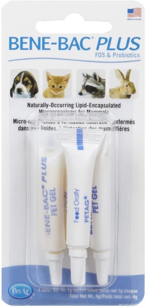 Top Probiotics for Cats: Boost Digestive Health & Immunity