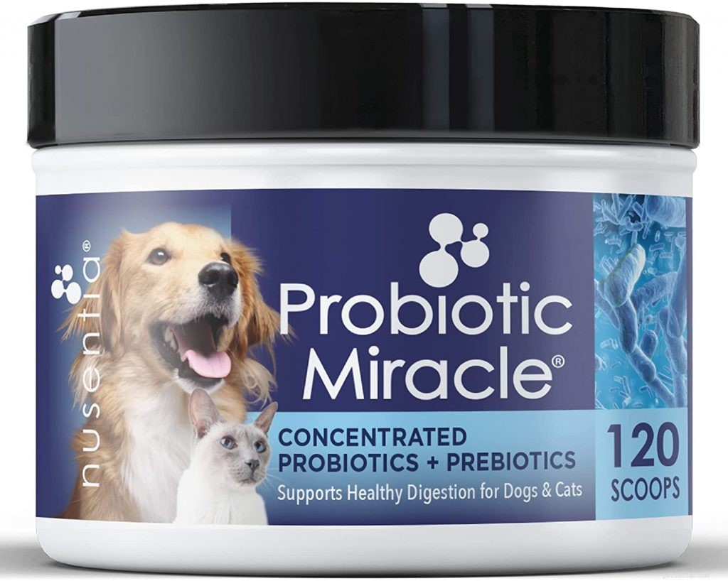 Top Probiotics for Cats: Boost Digestive Health & Immunity