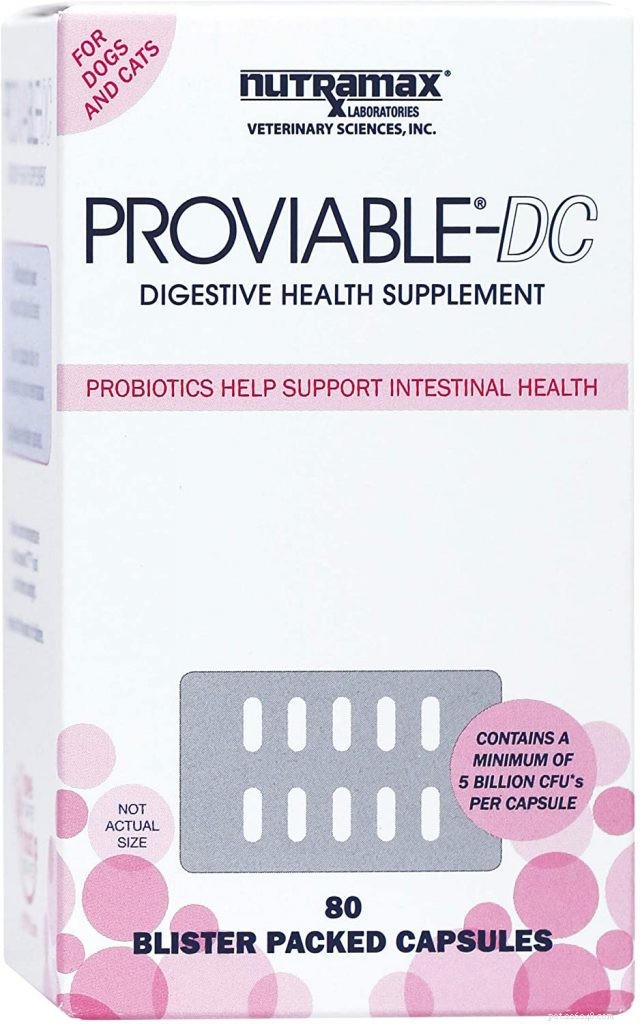 Top Probiotics for Cats: Boost Digestive Health & Immunity
