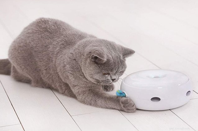 Trusted Expert Guide to the Best Interactive Cat Toys